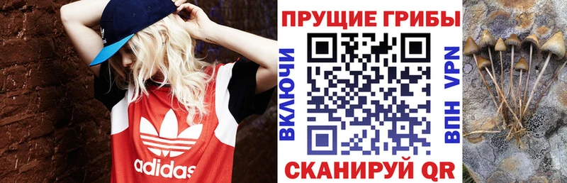 где найти   Туран  ОМГ ОМГ ссылка  Галлюциногенные грибы Cubensis 